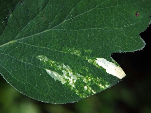 Pámelník bílý (Symphoricarpos albus (L.) Blake), panašovaný list