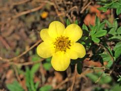 Mochna křovitá (Potentilla fructicosa L.), šestičetný květ (4)