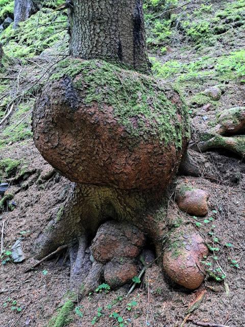 Smrk ztepilý (Picea abies (L.) Karsten) (52) s nádory na kmeni