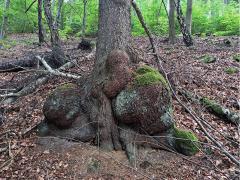 Smrk ztepilý (Picea abies (L.) Karsten) (54) s nádory na kmeni