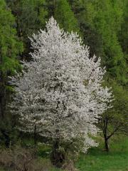 Třešeň ptačí (Prunus avium (L.) L.)