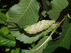 Pseudohálky mšice Eriosoma ulmi