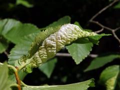 Pseudohálky mšice Eriosoma ulmi