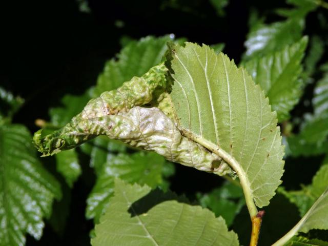 Pseudohálky mšice Eriosoma ulmi