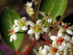 Putterlikie červenotrnná (Putterlickia pyracantha (L.) Szyszył.)