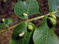 Hálky vlnovníka (Aceria tristriata)