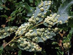 Hálky bejlomorky Dryomia circinnans, dub cer
