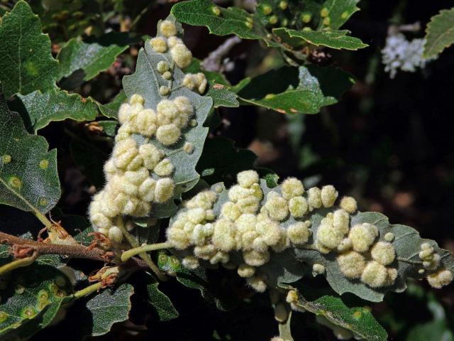 Hálky bejlomorky Dryomia circinnans, dub cer