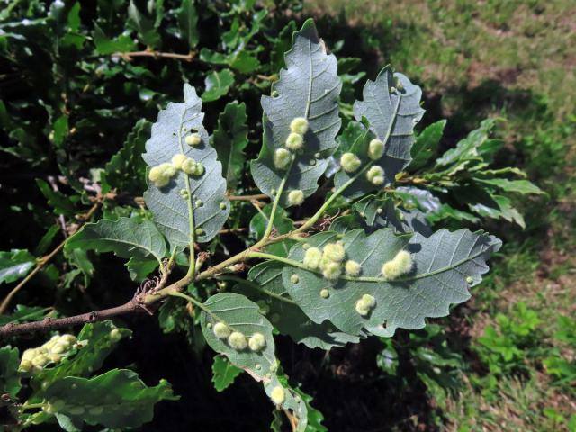 Hálky bejlomorky Dryomia circinnans, dub cer