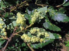 Hálky bejlomorky Dryomia circinnans, dub cer