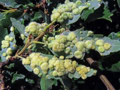 Hálky bejlomorky Dryomia circinnans, dub cer