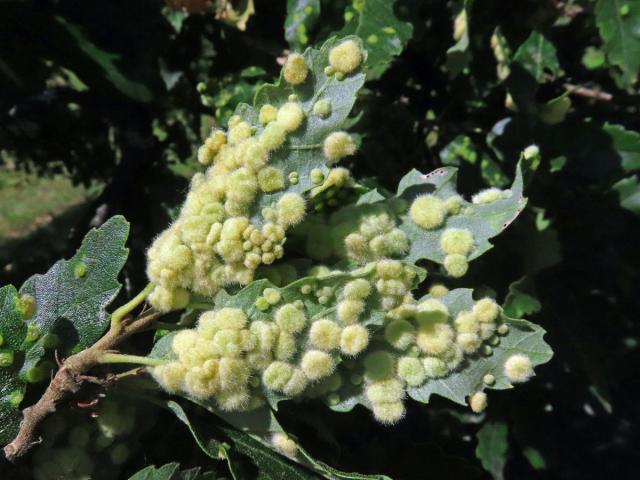 Hálky bejlomorky Dryomia circinnans, dub cer