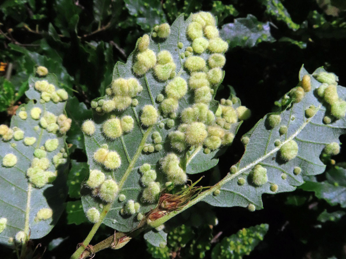 Hálky bejlomorky Dryomia circinnans, dub cer