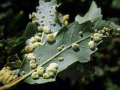 Hálky bejlomorky Dryomia circinnans, dub cer