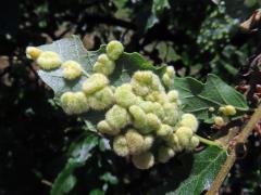 Hálky bejlomorky Dryomia circinnans, dub cer