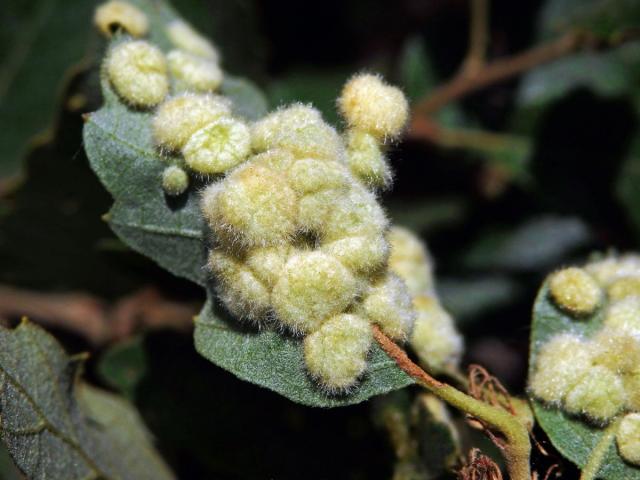 Hálky bejlomorky Dryomia circinnans, dub cer