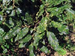 Hálky bejlomorky Dryomia circinnans, dub cer