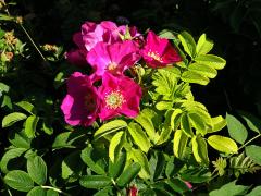 Růže svraskalá (Rosa rugosa Thunb.) se zlatými listy