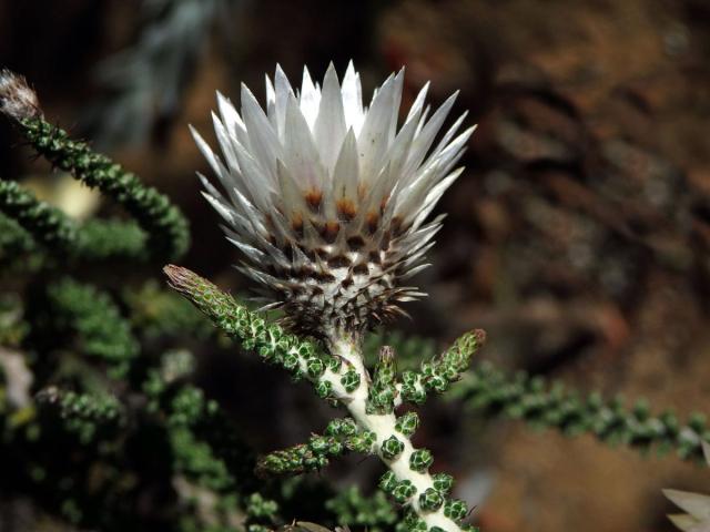 Phaenocoma prolifera (L.) D. Don