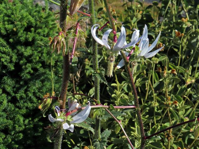 Michauxie (Michauxia campanuloides L'Hér.)