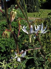 Michauxie (Michauxia campanuloides L'Hér.)