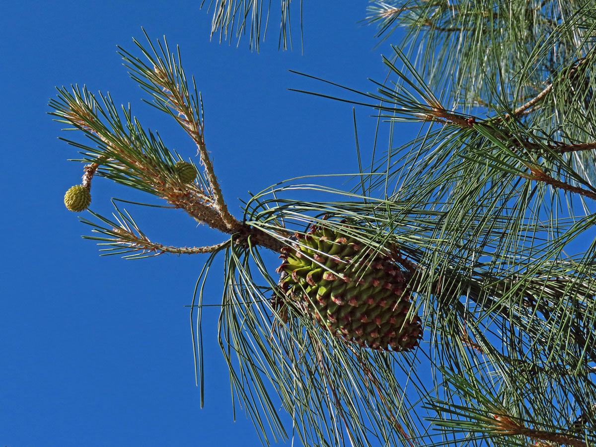 Borovice Sabineova (Pinus sabiniana Douglas ex D. Don)