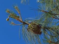 Borovice Sabineova (Pinus sabiniana Douglas ex D. Don)