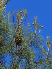 Borovice Sabineova (Pinus sabiniana Douglas ex D. Don)