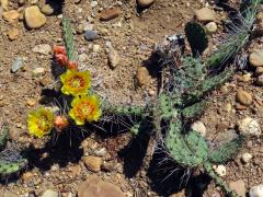 Opuncie (Opuntia martiniana L. D. Benson) B. D. Parfitt)