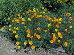 Sluncovka kalifornská (Eschscholzia californica Cham.)