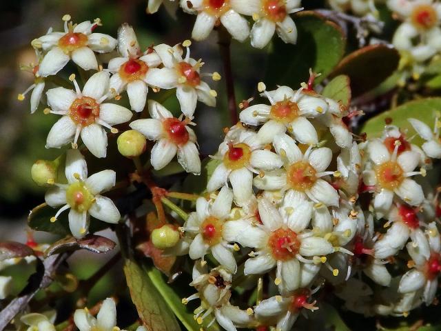Putterlikie červenotrnná (Putterlickia pyracantha (L.) Szyszył.), šestičetný květ