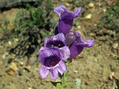 Dračík (Penstemon cobaea Nutt.)