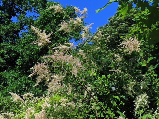 Celoterčník různobarvý (Holodiscus discolor (Pursh) Maxim.)