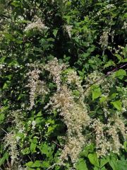 Celoterčník různobarvý (Holodiscus discolor (Pursh) Maxim.)