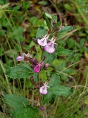 Ožanka (Teucrium L.)