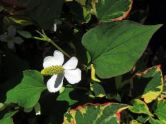 Touleň srdčitá (Houttuynia cordata Thunb.)