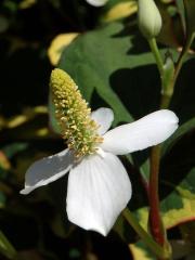 Touleň srdčitá (Houttuynia cordata Thunb.)