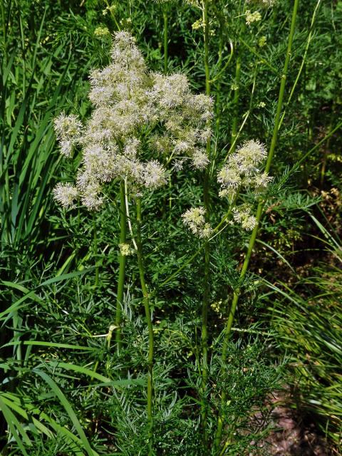 Žluťucha lesklá (Thalictrum lucidum L.)