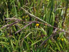 Paspal (Paspalum urvillei Steud.)