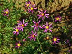 Starček (Senecio arenarius Thunb.) 
