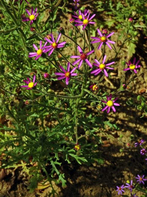 Starček (Senecio arenarius Thunb.)