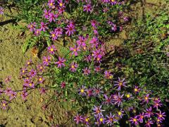 Starček (Senecio arenarius Thunb.)