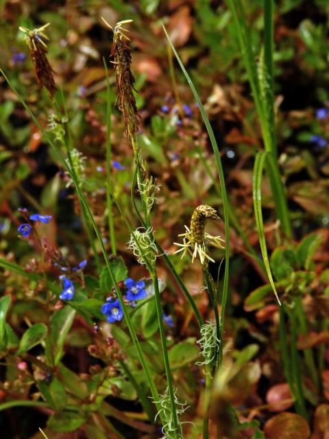 Ostřice chlupatá (Carex pilosa Scop.)