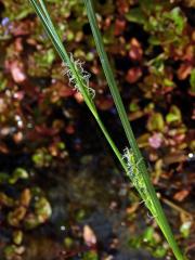 Ostřice chlupatá (Carex pilosa Scop.)