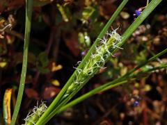 Ostřice chlupatá (Carex pilosa Scop.)