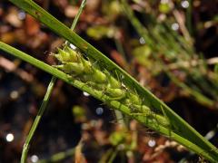 Ostřice chlupatá (Carex pilosa Scop.)