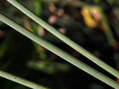 Sítina sivá (Juncus inflexus L.)