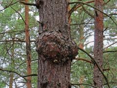 Tumor na borovici lesní (Pinus sylvestris L.) (59b)