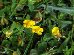 Štírovník (Lotus parviflorus Desf.)   
