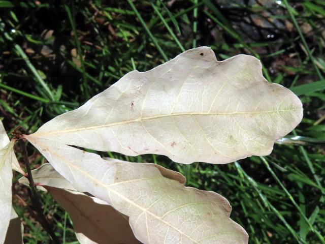 Dub letní (Quercus robur L.) - roční semenáček albín (14b)